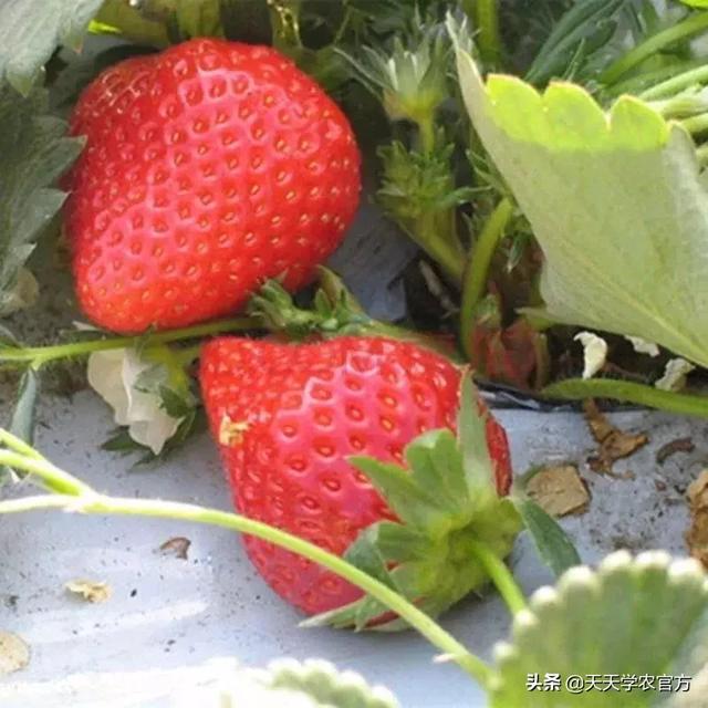 原来四季草莓有这么多品种！2019年种植哪个品种好？