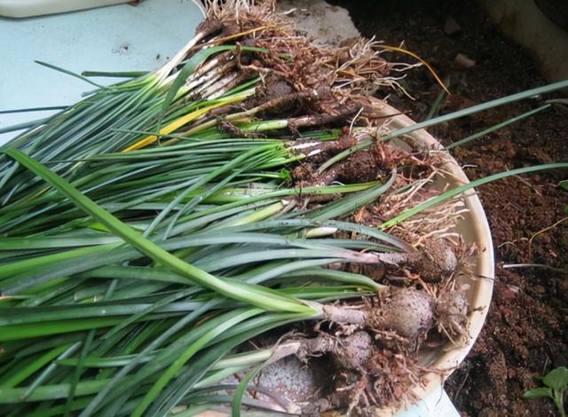 洁白的葱兰要怎么养？植株轻松开出漂亮的白花