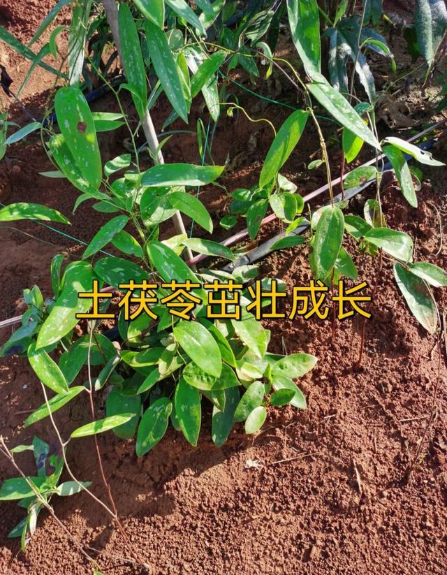 土茯苓种植：轻松掌握挑战与机遇！