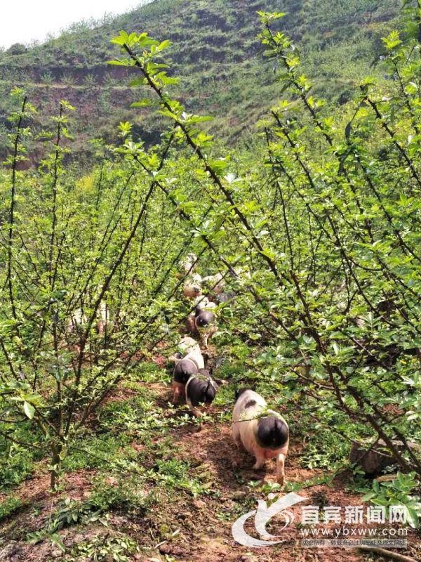 花椒树下跑香猪 “种养循环”让穷山沟变了样