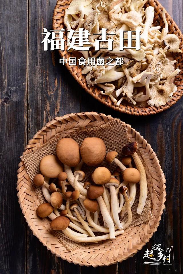 福建小城藏了一个食用菌之都，甩了云南好几条街