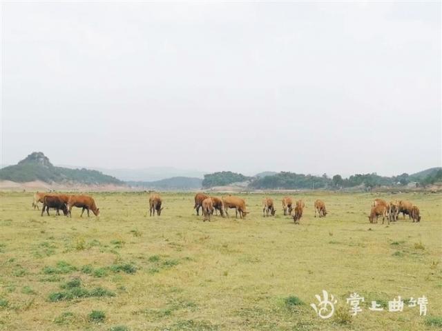 沾益区肉牛养殖产业“牛”起来