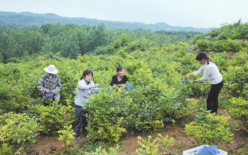 湖北随州：蓝莓种植带来三大利好