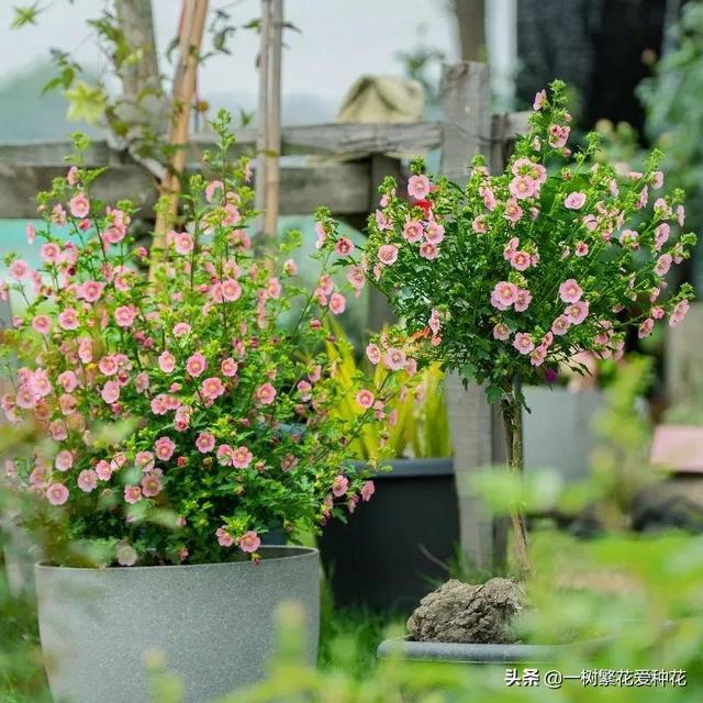 “辣手摧花”才能养好这20种花，越掐越旺，花开得好邻居们都羡慕