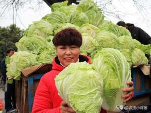 种植荠菜(怎样才能种出高产优质的大白菜？掌握这些种植管理技巧)