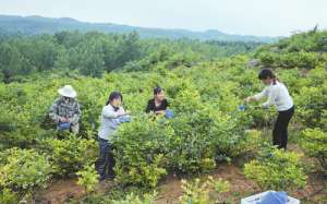 湖北适合种植蓝莓吗(湖北随州：蓝莓种植带来三大利好)