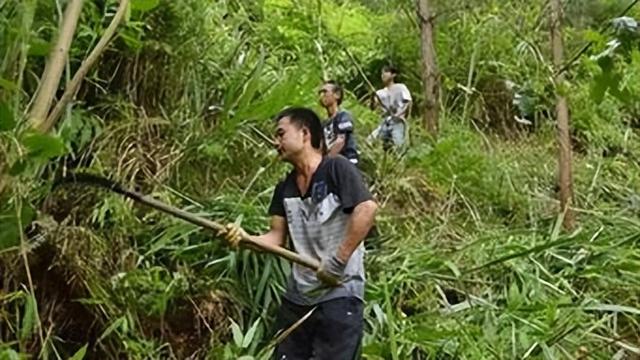 5000亩地放养10只鸡，四年成养鸡场，卖到广东惠州一斤168元疯抢