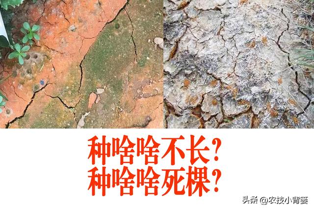 土壤严重退化会长青苔、泛白霜、土发红，农民如何去防治和补救？