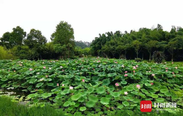 无偿栽培九年 四川青神七旬老人将一片荷塘变成网红打卡点