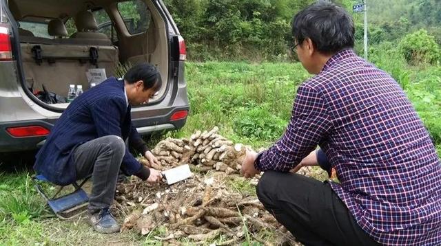 便江街道：葛根致富路脱贫新“良方”