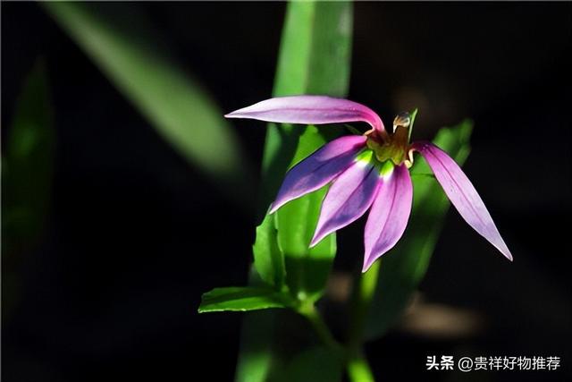 几种常见的水生植物，能净化室内空气，避免室内空气过于干燥