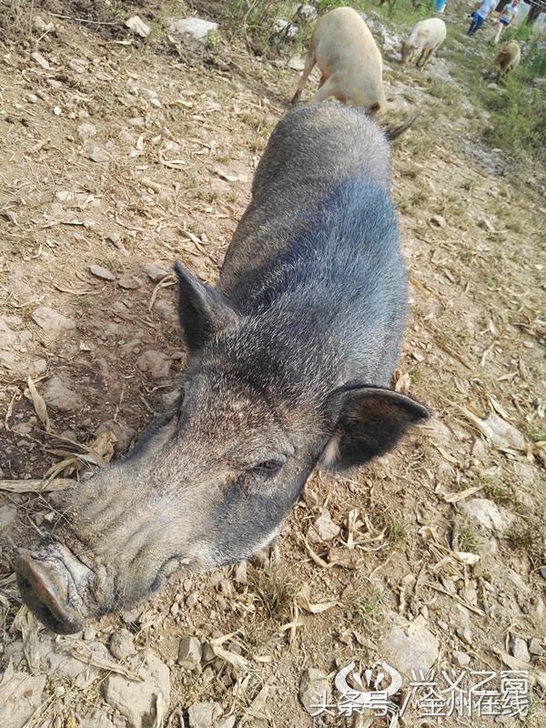 从打工到野猪养殖，从贫困走向致富的‘腾飞’之路