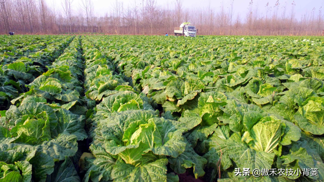 8月中旬大白菜播种正当时，这样种植大白菜才能高产又丰收