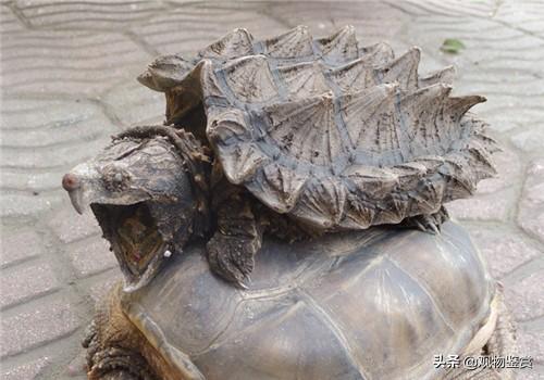 鳄龟生活习性的不同，会使生长速度产生差异，鳄龟一年能长多大