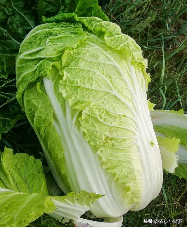 怎样才能种出高产优质的大白菜？掌握这些种植管理技巧