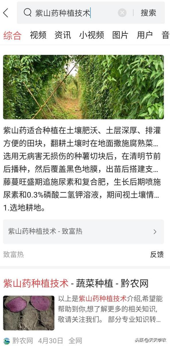 紫山药好卖，但是不好种？是你不会种！快来学习江津的浅生槽栽培