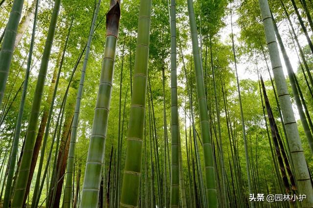 庭院竹子种植有门道，你还不知道？