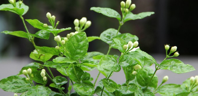 扦插的茉莉花生根了，注意移栽方法，缓苗快成活率高，明年开爆盆