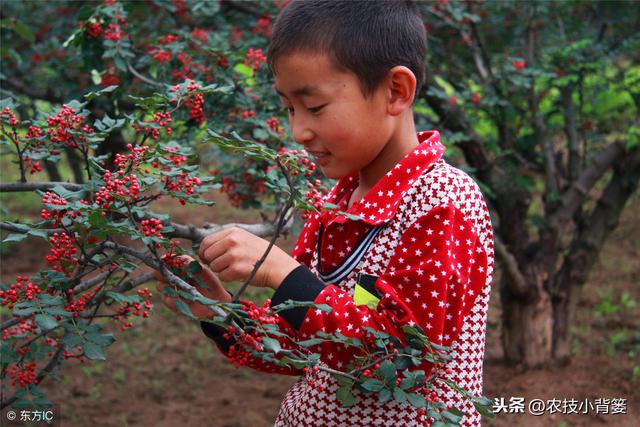 花椒嫁接掌握好这些要点，嫁接后易成活、长势好、产量大！