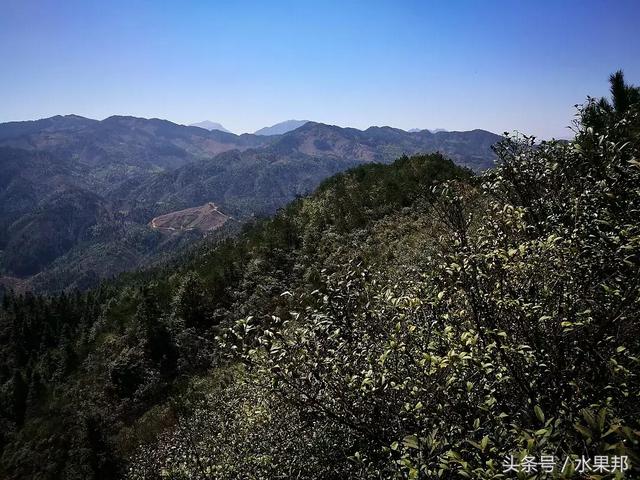 来自罗霄山脉湖南桂东海拔1350米高山蜂场的“蜜中之皇”野桂花蜜