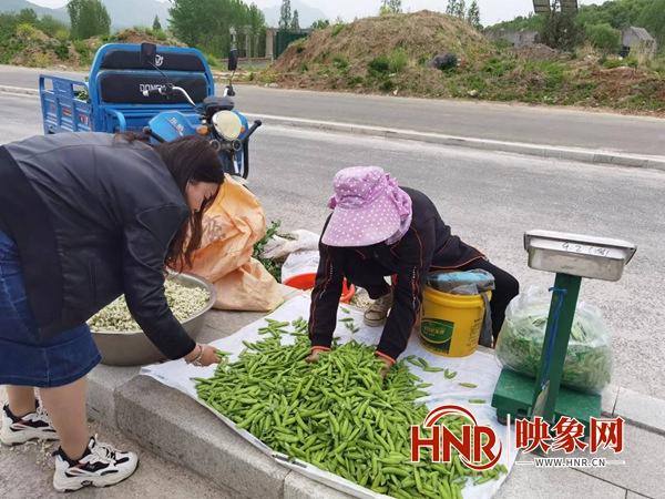 驻马店市驿城区胡庙乡：豌豆角成了农民增收的“金豆豆”