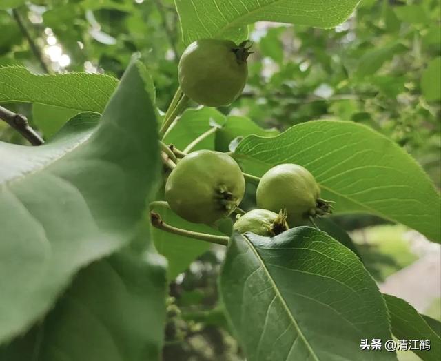 3月梨园梨树农事有哪些？花芽分化是关键，5个措施不可或缺