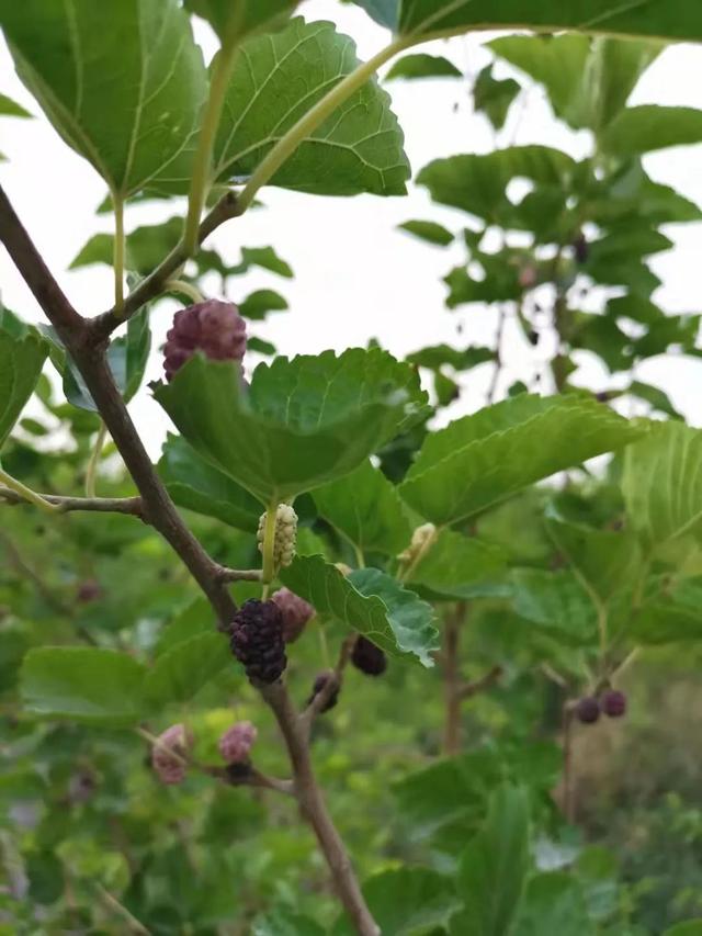 用枝条扦插培育的桑树，养盆里过几年就能结果，可摘新鲜的桑葚吃