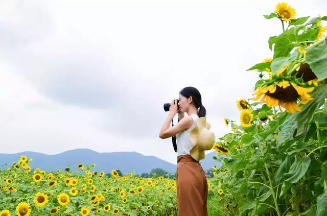 超期待丨郁金香高地几十万株百合花即将惊艳绽放