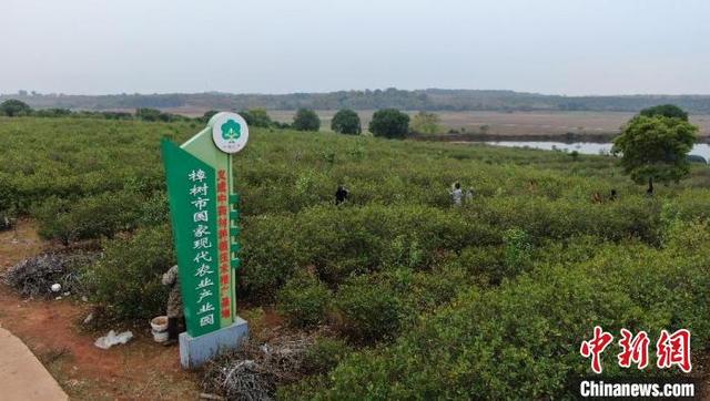 （新时代新征程新伟业）探访“药都”樟树道地药材种植基地：规模化、标准化、数字化