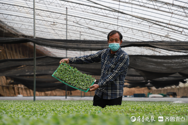 这就是山东丨种业有了“中国芯”！聊城鲁西种苗谷开出“科技花”