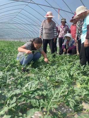 泰州西红柿种植基地(【牢记嘱托 感恩奋进】何晓丽：用心种好“小草莓” 用情撬动“大丰收”)