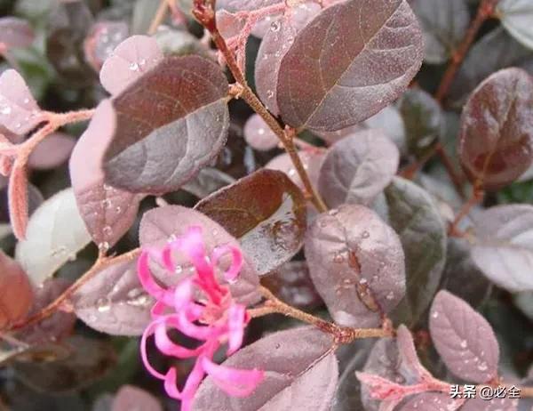 红花继木怎样栽培？红花继木种植时间要点