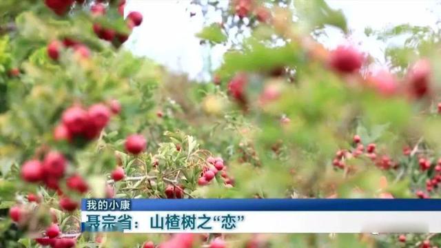 山东大哥返乡混搭养鸡种山楂，荒山变成金山，一年赚300万