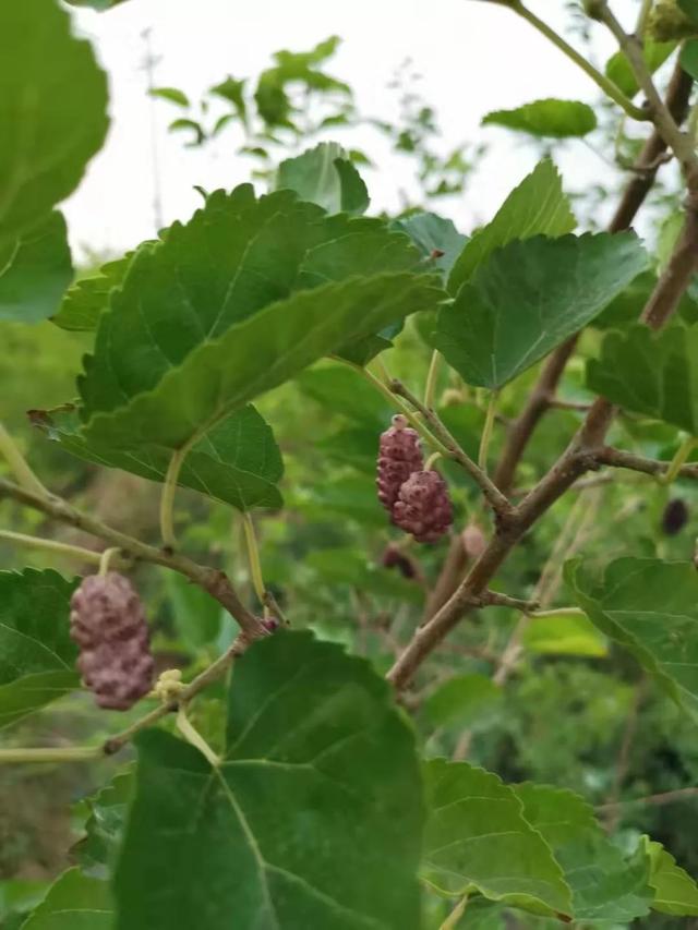 用枝条扦插培育的桑树，养盆里过几年就能结果，可摘新鲜的桑葚吃