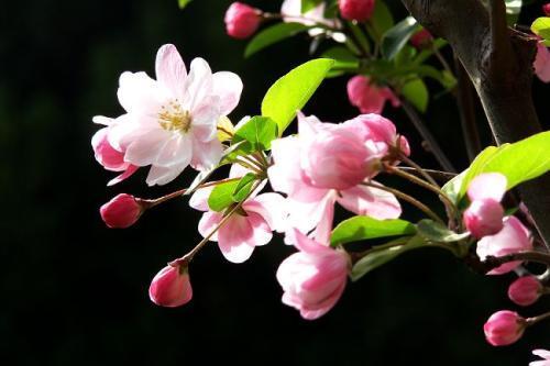 海棠种植方法和时间