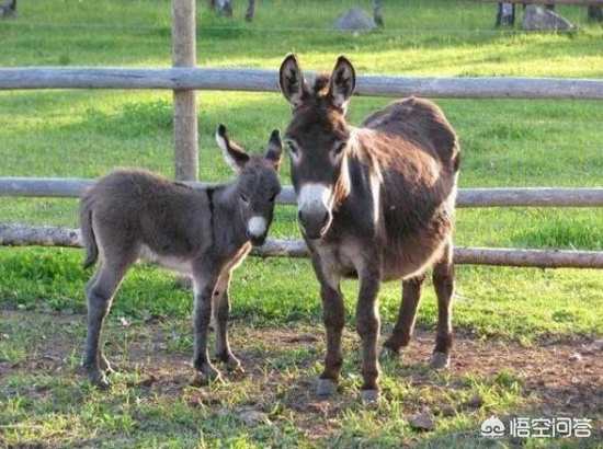 2018年，农村养驴前景怎样？有什么补贴？