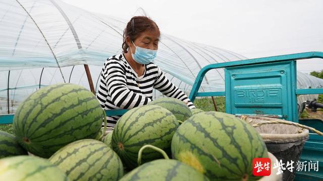 泗洪：地产黄瓤西瓜上市啦