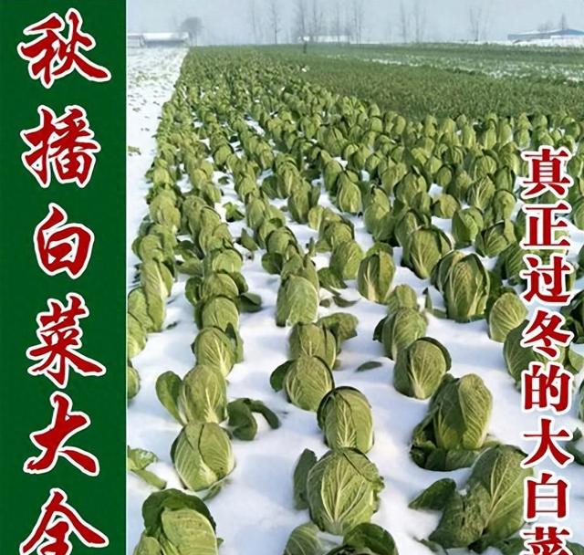 冬储大白菜什么时候种好？怎么种？用这个方法省种子出苗又好