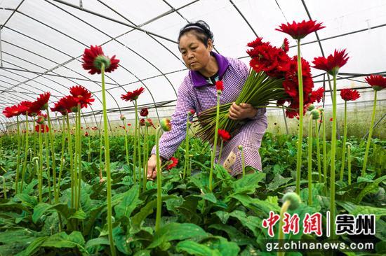 贵州黔西采花忙