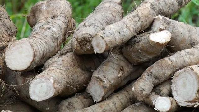 便江街道：葛根致富路脱贫新“良方”