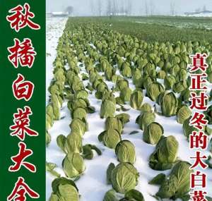 北京蔬菜种植时间(冬储大白菜什么时候种好？怎么种？用这个方法省种子出苗又好)