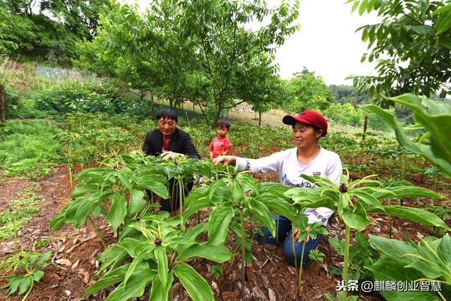 市场需求量大，亩产一吨，一斤380块钱，但要种植7年才能采收