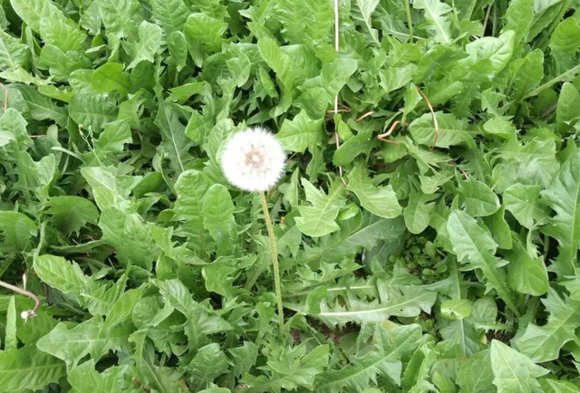 秋季种植蒲公英，做好这几点，产量高、口感好、纤维少