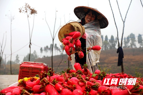 新春走基层丨湖南新田：红皮萝卜种出红火日子