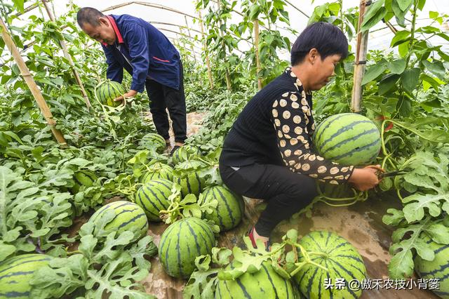 植物生长调节剂＝激素？其功能作用、药害症状及补救方法有哪些？