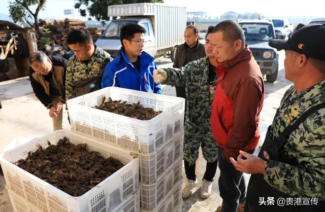 供不应求！贵港这里万亩稻虾综合种养示范基地的小龙虾上市