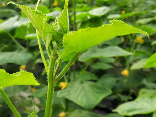 种植瓜果蔬菜，学会中微量元素肥的使用，避免缺素黄叶