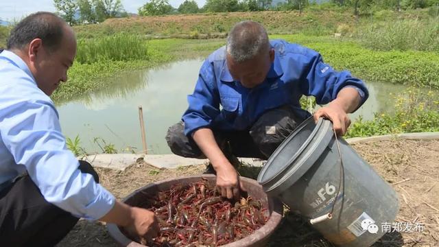 汉中南郑：高台骑龙村稻渔共养让烂泥田变成“金土地”