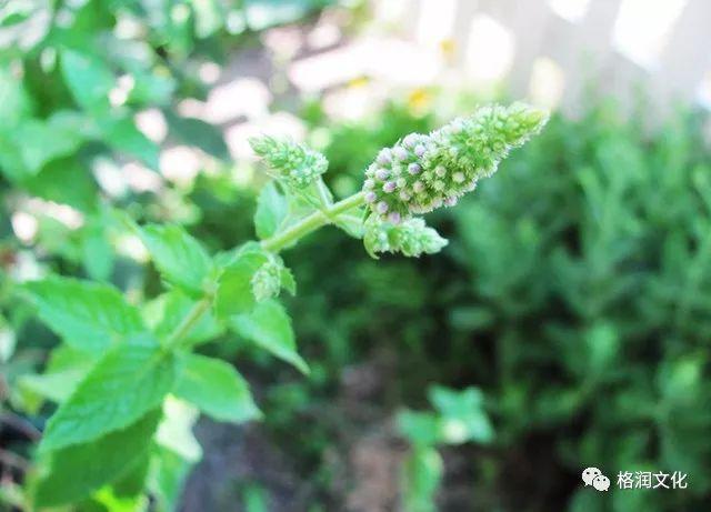 「九层塔」听起来像建筑，其实是种植物！