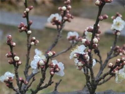 梅花怎么繁殖